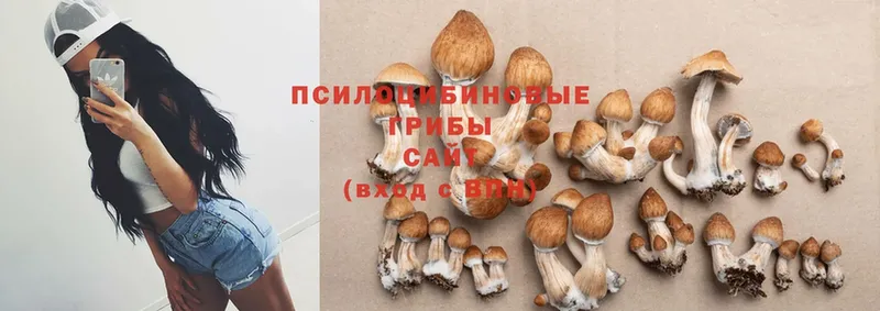 Галлюциногенные грибы Psilocybe  где продают наркотики  Бахчисарай 